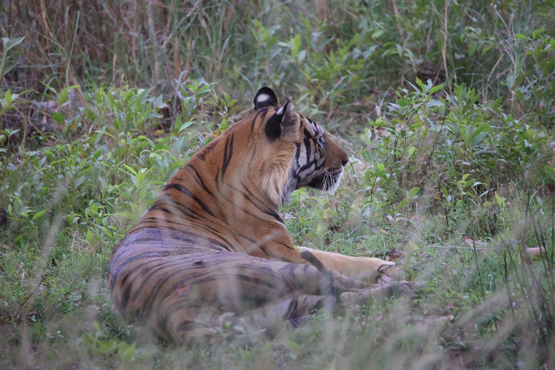 The Tiger's Patience