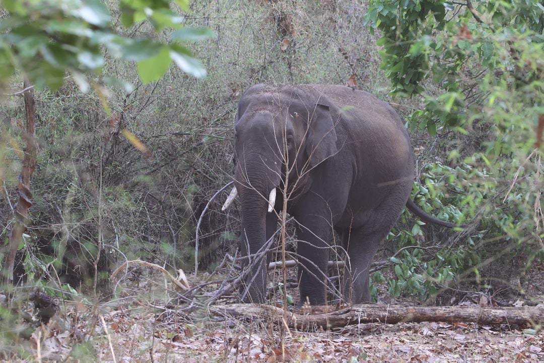An elephant moving through the morning thicket