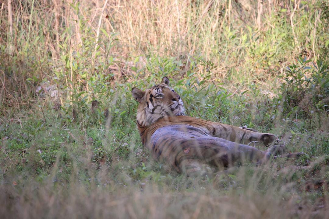 The intense gaze of a tiger